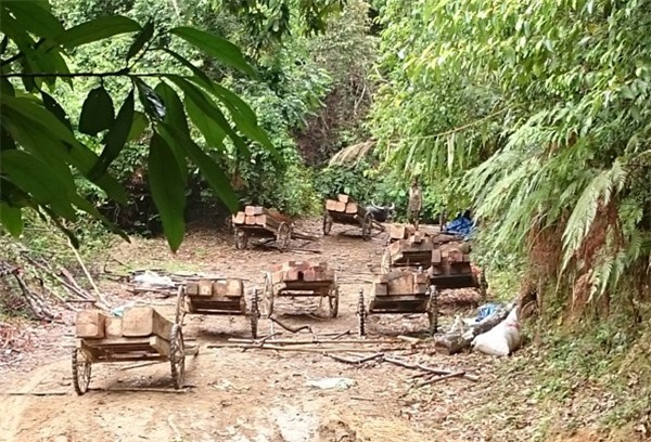 Thủ tướng chỉ đạo xử nghiêm vụ chặt phá rừng phòng hộ ở Quảng Trị