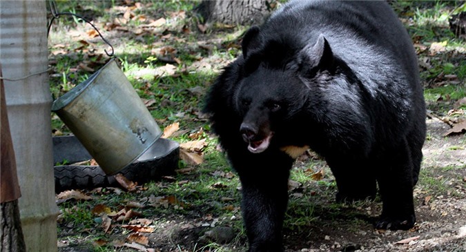 Hi hữu gấu "say rượu" ngủ li bì trong sân nhà dân