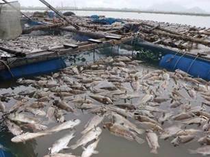 Xót xa cảnh tượng hàng tấn cá chết ở nhiều nơi