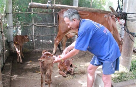 Đổ xô xem bò cái sinh 3 con bê khỏe mạnh ở Bến Tre