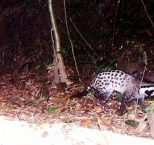 Phát hiện Cầy giông sọc được cho là đã tuyệt chủng