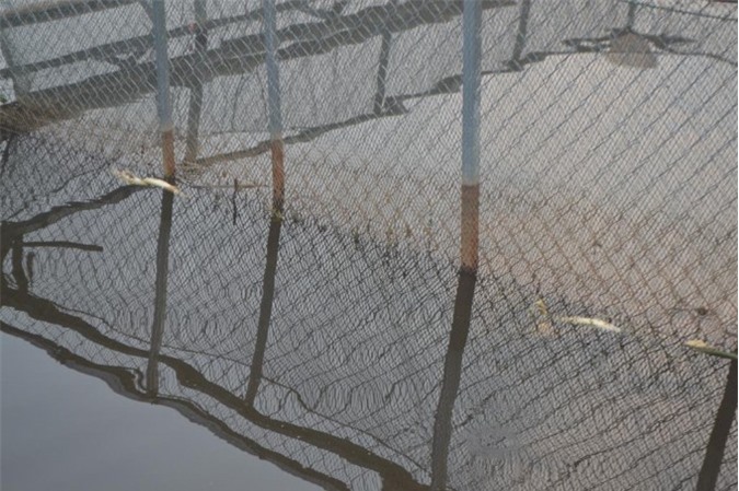 Xuất hiện cá chết bất thường trên sông Bùng Nghệ An 