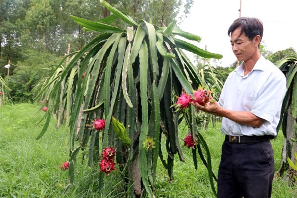 Việt Nam sẽ là nước đầu tiên được xuất khẩu thanh long vào Úc