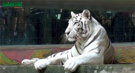 Bình Dương: Hổ vồ chết nhân viên chăm sóc thú