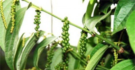 Vinacafe Sơn Thành đưa 1 triệu cổ phiếu lên sàn UPCoM