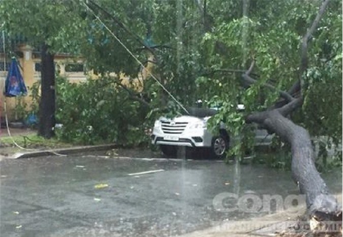 Sài Gòn mưa lớn, cây xanh bị quật ngã đè bẹp ô tô 7 chỗ