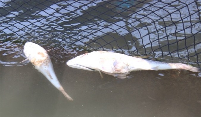 Hé lộ nguyên nhân cá chết ở Tĩnh Gia, Thanh Hóa