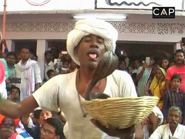 "Phát hoảng" ông lão để rắn hổ mang cắn vào lưỡi cho phê