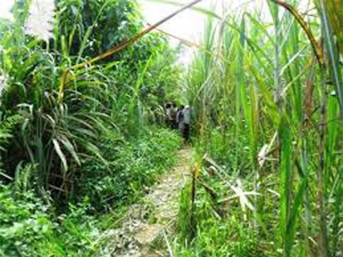 Thầy giáo nổi máu "dê" hiếp dâm nữ sinh lớp 9 trong rẫy mía