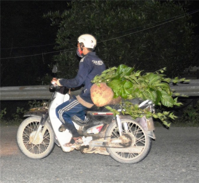 Vận chuyển gỗ lậu, hai lâm tặc tự tông nhau tử vong