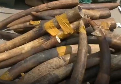 Bất ngờ phát hiện hơn 300kg ngà voi tại sân bay Nội Bài