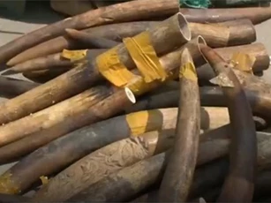 Bất ngờ phát hiện hơn 300kg ngà voi tại sân bay Nội Bài