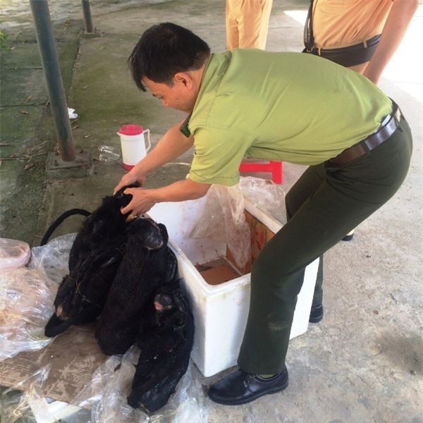 Bắt quả tang xe khách vận chuyển 4 cá thể voọc quý hiếm