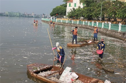 Cá chết ở Hồ Tây: Hé lộ nguyên nhân