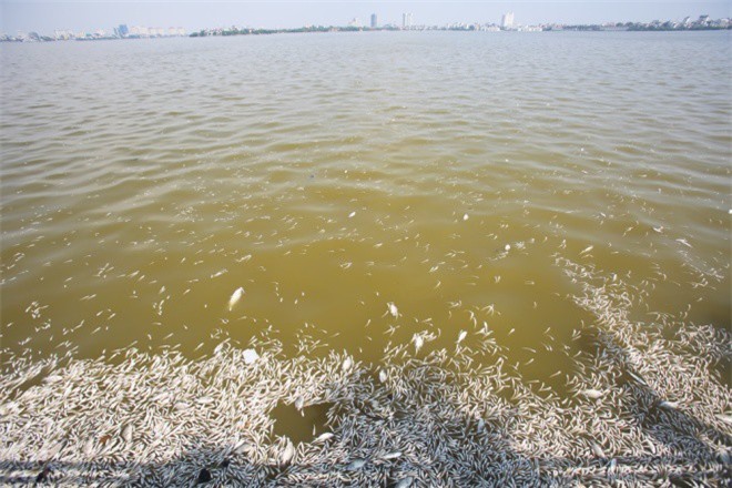 Cá chết trắng Hồ Tây: Cho tiền cũng không dám mang về cho chó, mèo ăn