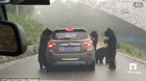 Hoảng hốt bầy gấu đen lực lưỡng đập phá ô tô trong công viên 