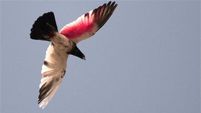 Ấn Độ bắt sống "gián điệp chim bồ câu" dọa Thủ tướng Modi