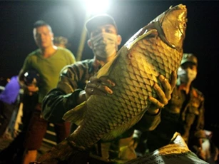 Cá chết ở Hồ Tây: Thiệt hại hơn 10 tấn cá