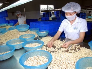 Hàng Trung Quốc đổ bộ, hạt điều Việt Nam "lép vế" tại Thổ Nhĩ Kỳ