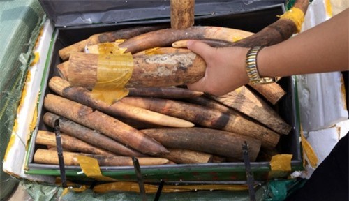 Tin mới vụ bắt giữ 390kg ngà voi nhập lậu ở sân bay Nội Bài