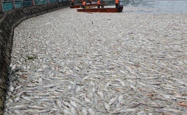 Tới chiều 3/10, đã vớt được hơn 60 tấn cá chết ở hồ Tây