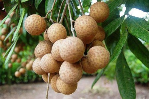 Trái nhãn tươi Việt Nam lần đầu tiên sang Malaysia