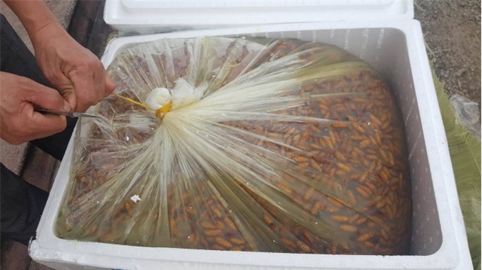 Bắt giữ hơn 1 tấn nhộng tằm bốc mùi hôi thối nồng nặc