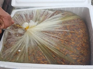 Bắt giữ hơn 1 tấn nhộng tằm bốc mùi hôi thối nồng nặc