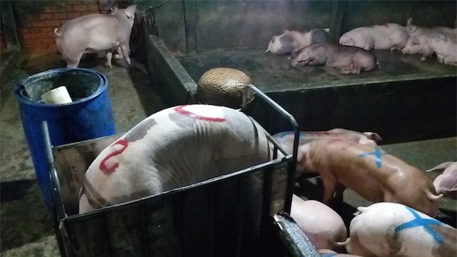 Hãi hùng cảnh bơm thức ăn vào lợn để tăng trọng