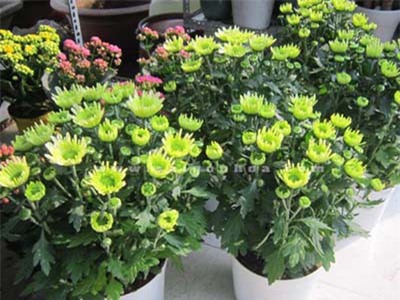 Top 8 cây cảnh làm sạch không khí trong nhà cực dễ trồng