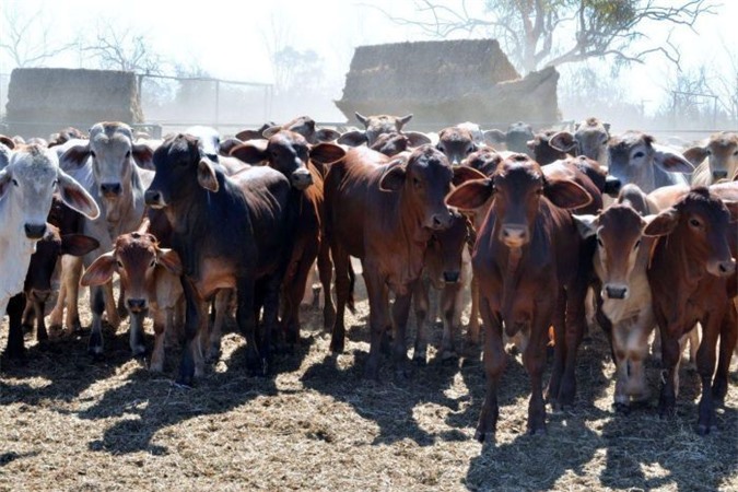 Đại gia Việt chi hàng chục triệu Đô mua trang trại Australia