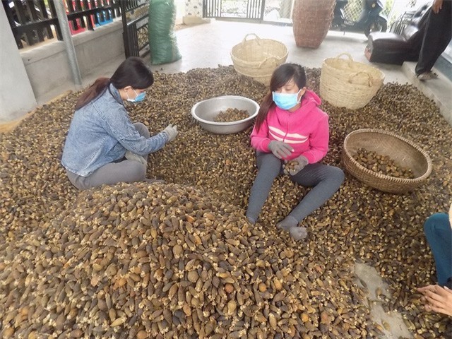 Thương lái "đổ xô" mua cau non bán sang Trung Quốc 