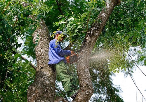 Bắt đầu cắt tỉa, di chuyển cây xà cừ cổ trên đường Kim Mã