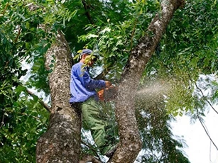 Bắt đầu cắt tỉa, di chuyển cây xà cừ cổ trên đường Kim Mã