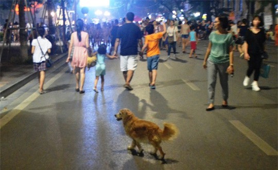 Dắt chó đi dạo ở hồ Hoàn Kiếm bị phạt bao nhiêu tiền?