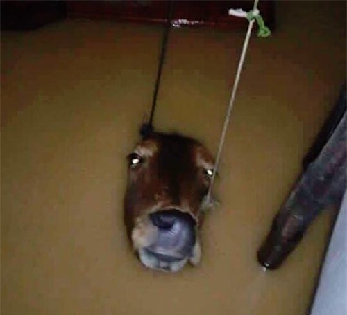 Mưa lũ ở miền Trung: Những hình ảnh đau đến thắt lòng