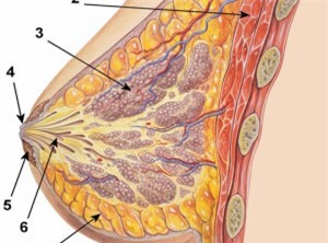 Dấu hiệu cảnh báo sớm bệnh ung thư vú