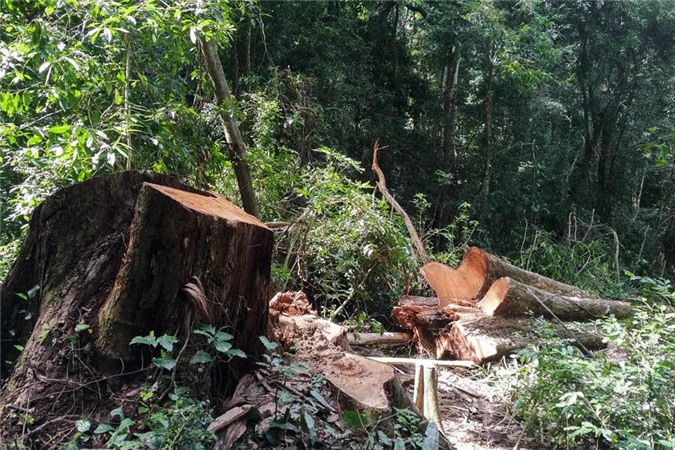 Cán bộ bảo vệ rừng bị chém chết lúc rạng sáng