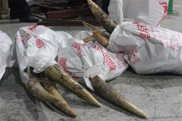 Bắt giữ ngà voi nhập lậu giá trị hàng chục tỉ đồng từ châu Phi