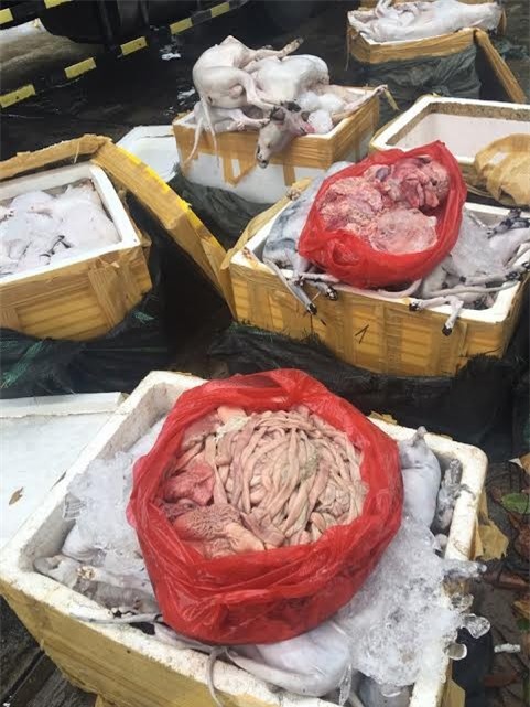 Bắt giữ gần 7 tạ thịt chó, mèo không rõ nguồn gốc