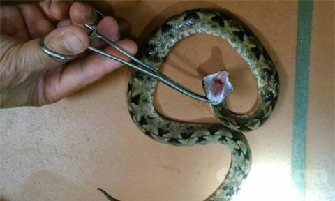 Đi vệ sinh ở nhà hàng, nam thanh niên bị rắn cực độc cắn