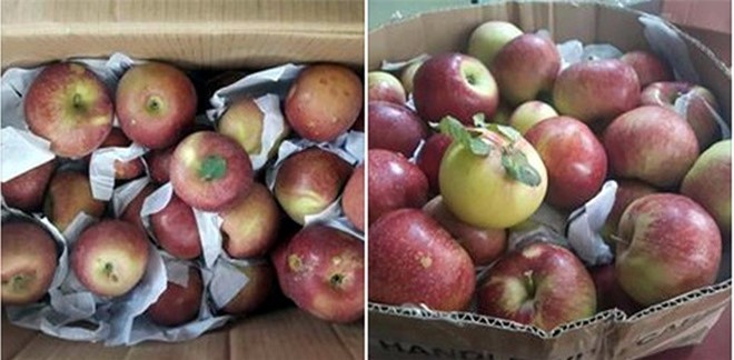 Táo Trung Quốc đội lốt táo đá Hà Giang lừa người tiêu dùng