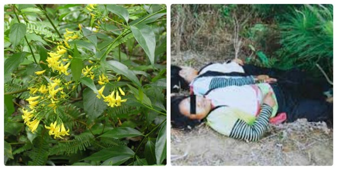 Giận chồng, thiếu nữ Mông ăn lá ngón tự tử