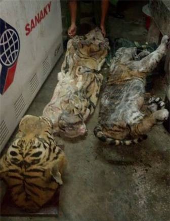 Bắt đối tượng vận chuyển cá thể hổ trái phép