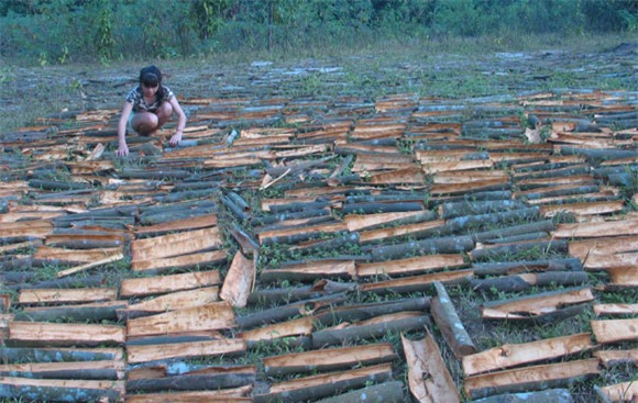 “Vàng xanh” của đất Văn Yên xuất ngoại