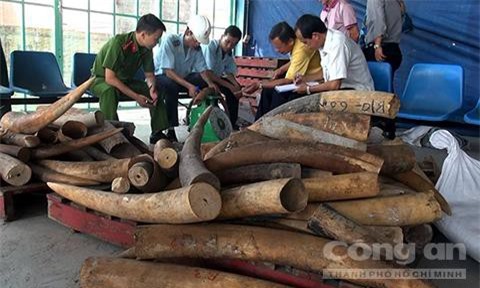 Bắt giữ gần 500kg ngà voi nhập lậu tại cảng Cát Lái