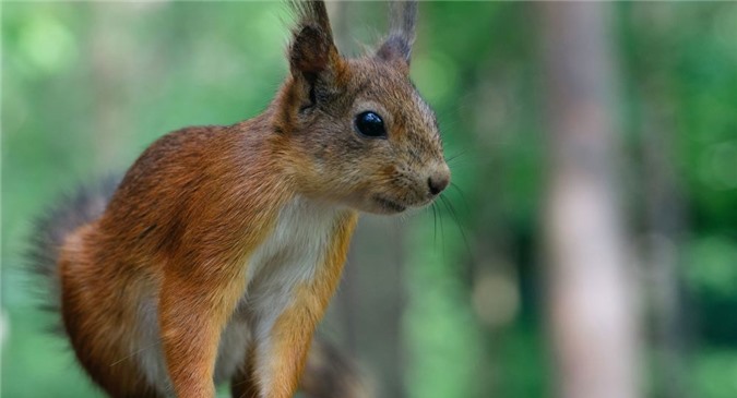 Bầu cử Mỹ: 33 triệu cử tri đã đi bỏ phiếu sớm