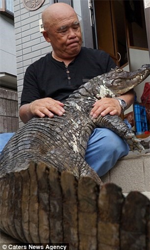 Cụ ông 65 tuổi nuôi cá sấu cưng, dắt đi dạo phố mỗi ngày