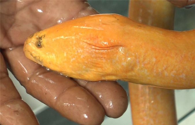 Lươn vàng xuất hiện ở miền Tây