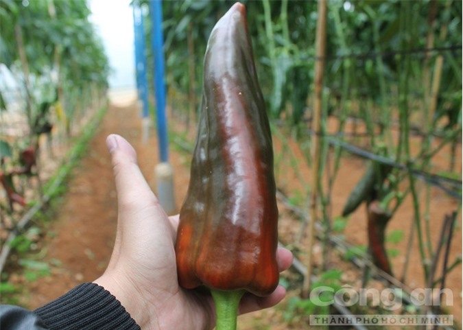 Xuất hiện ớt sừng bò "khủng" tại Đà Lạt